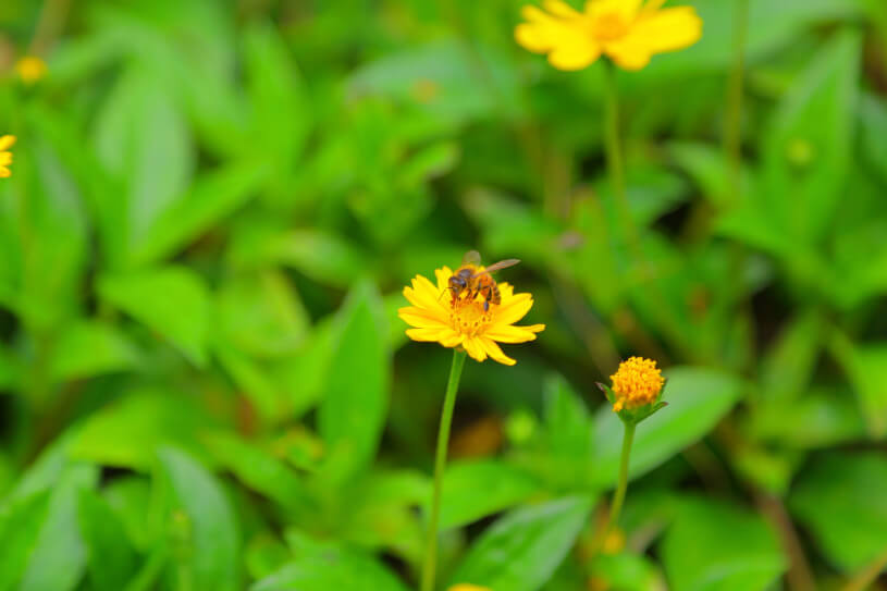 黄色い花と蜂